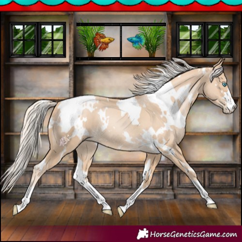 Horse Color:White Spotted Palomino Pearl 