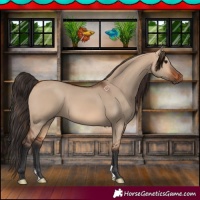 Horse Color:Bay Dun