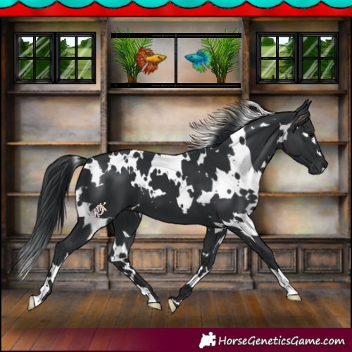 Horse Color:White Spotted Black 
