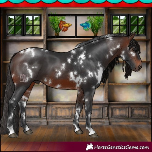Horse Color:White Spotted Brown