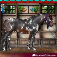 Horse Color:White Spotted Brown 