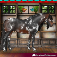 Horse Color:White Spotted Brown