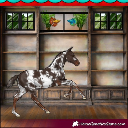 Horse Color:White Spotted Liver Chestnut 