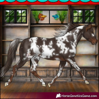 Horse Color:White Spotted Liver Chestnut