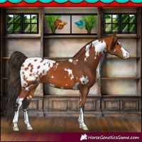Horse Color:White Spotted Bay Appaloosa 