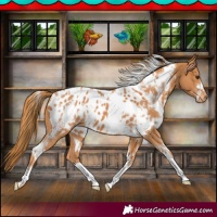 Horse Color:White Spotted Chestnut Appaloosa