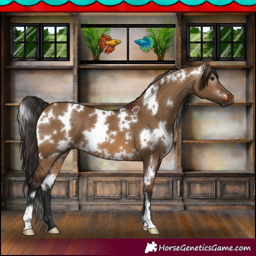 Horse Color:Gray White Spotted Bay Dun 