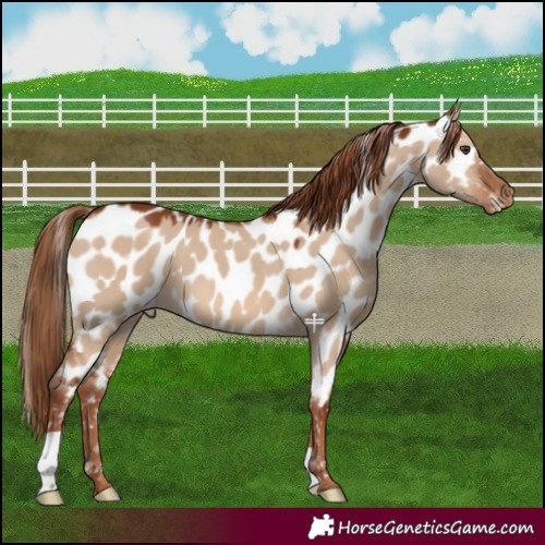 Horse Color:Red Dun Near Leopard 