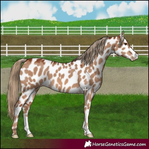 Horse Color:Red Dun Appaloosa