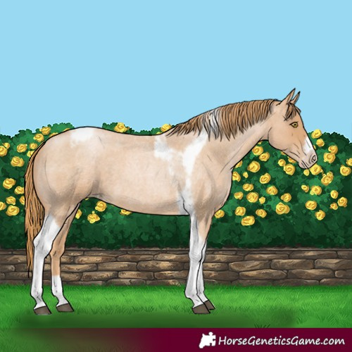 Horse Color:Red Roan Pearl Tobiano Frame