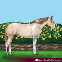 Horse Color:Red Roan Pearl Tobiano Frame 