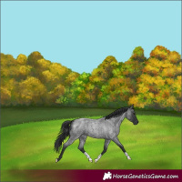 Horse Color:Blue Roan 