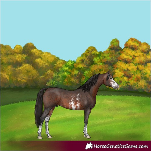 Horse Color:Gray Bay Sabino Rabicano 