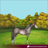 Horse Color:Gray Bay Sabino Rabicano