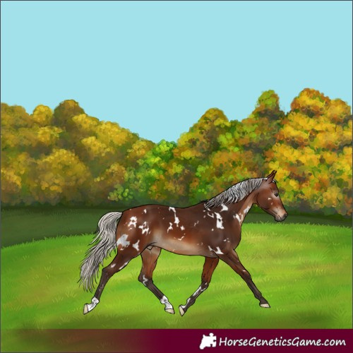 Horse Color:Gray White Spotted Silver Bay