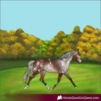Horse Color:Gray White Spotted Silver Bay