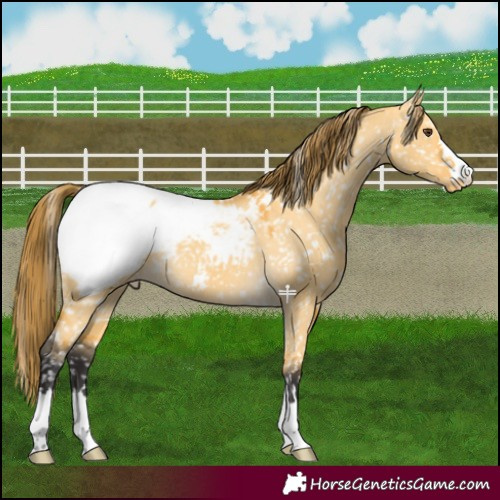 Horse Color:Buckskin Dun Appaloosa