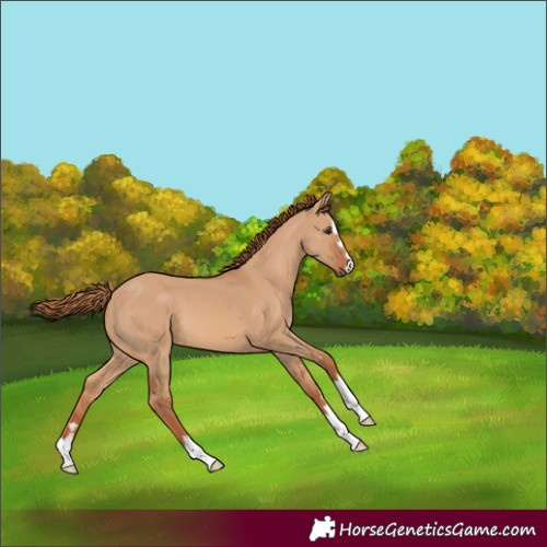 Horse Color:Red Dun