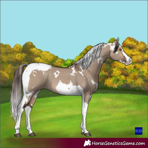 Horse Color:White Spotted Brown Dun Splash Tobiano Appaloosa 