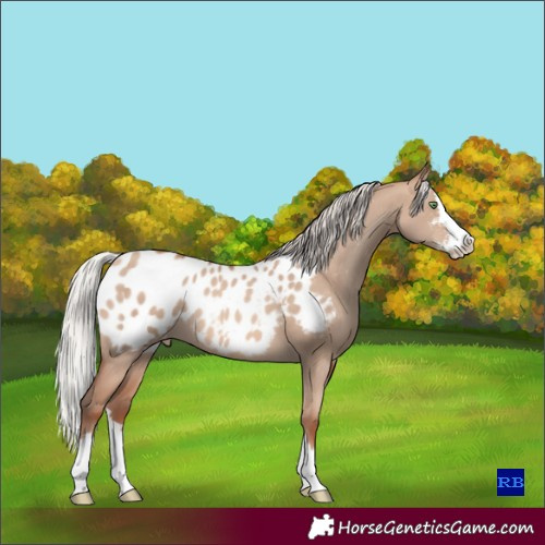 Horse Color:Silver Sable Champagne Dun Sabino Splash Appaloosa Rabicano