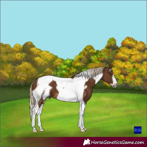 Horse Color:Chocolate Palomino Tobiano Frame