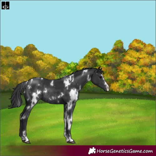 Horse Color:White Spotted Black Rabicano 
