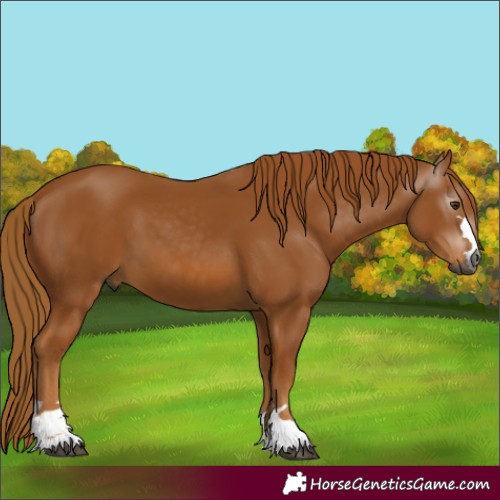 Horse Color:Gray Chestnut