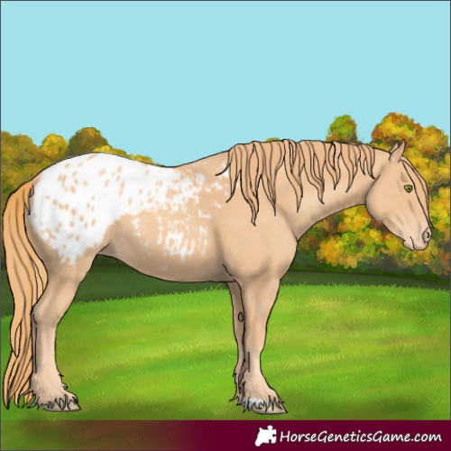 Horse Color:Gold Champagne Appaloosa 