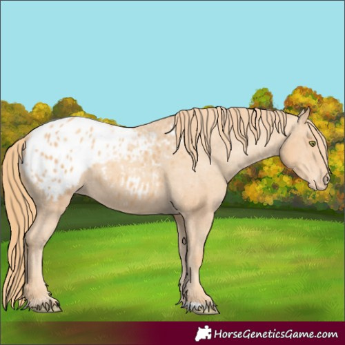 Horse Color:Gold Champagne Appaloosa 