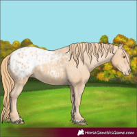 Horse Color:Gold Champagne Blanket 