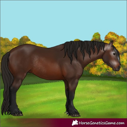 Horse Color:Gray Bay Rabicano 