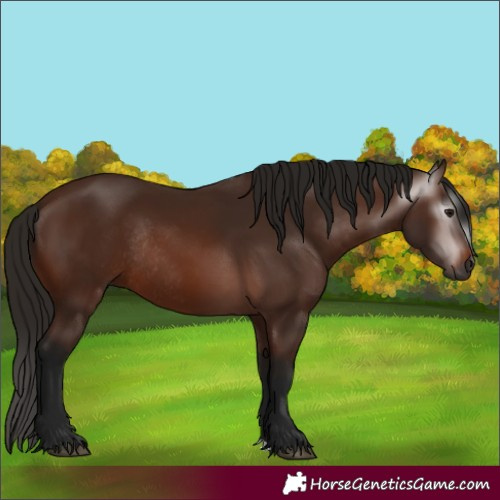 Horse Color:Gray Bay Rabicano
