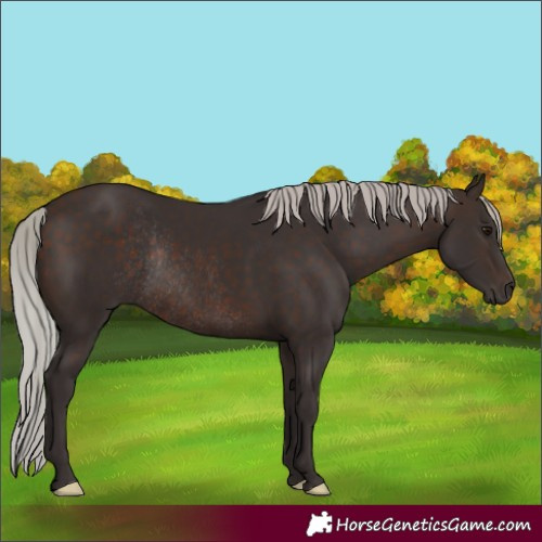 Horse Color:Silver Brown Rabicano