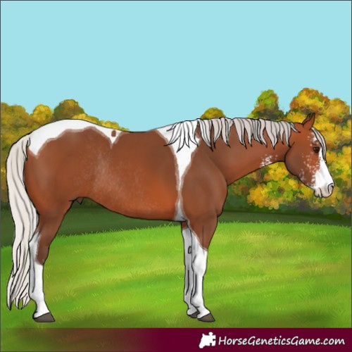 Horse Color:Silver Bay Sabino Tobiano Rabicano 