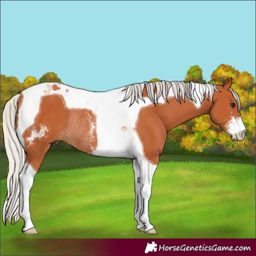 Horse Color:Silver Bay Sabino Tobiano Rabicano 