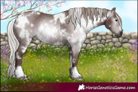 Horse Color:Gray White Spotted Chocolate Silver Black Rabicano 