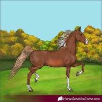 Horse Color:Chestnut Splash Tobiano Rabicano 