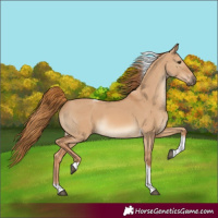 Horse Color:Red Dun Tobiano 