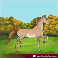 Horse Color:Red Dun Tobiano Rabicano 