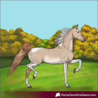 Horse Color:Red Dun Tobiano Rabicano