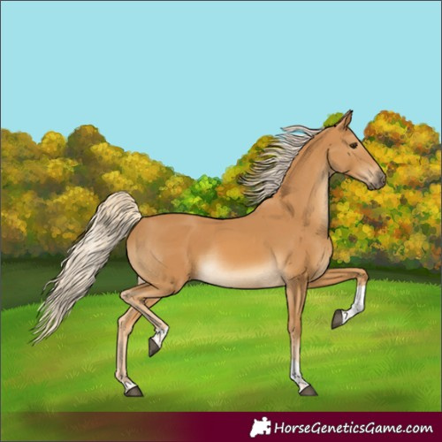 Horse Color:Palomino Tobiano Rabicano 