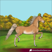 Horse Color:Palomino Tobiano 