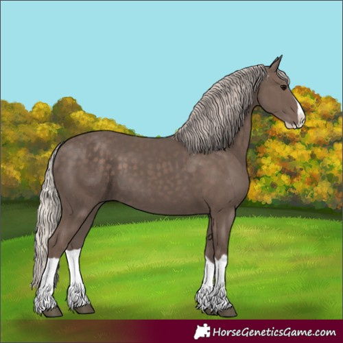 Horse Color:Silver Black Splash 