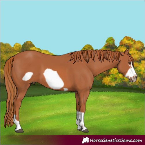Horse Color:Unknown 