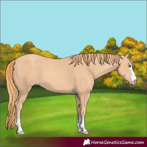 Horse Color:Gold Champagne