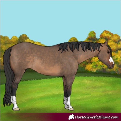 Horse Color:Brown Dun 