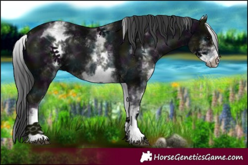 Horse Color:White Spotted Midnight Black 