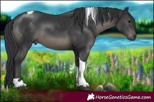 Horse Color:Black Tobiano 