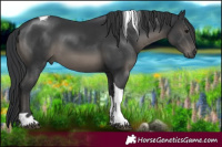 Horse Color:Black Tobiano