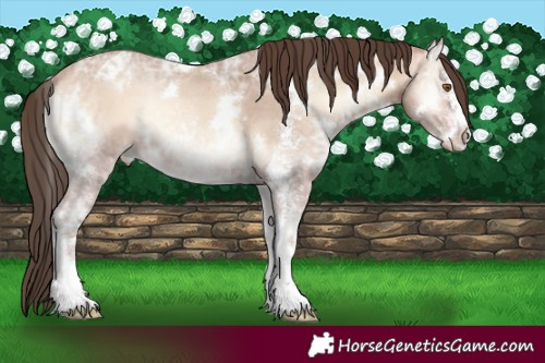Horse Color:White Spotted Amber Champagne Ice Onyx Sabino Appaloosa 